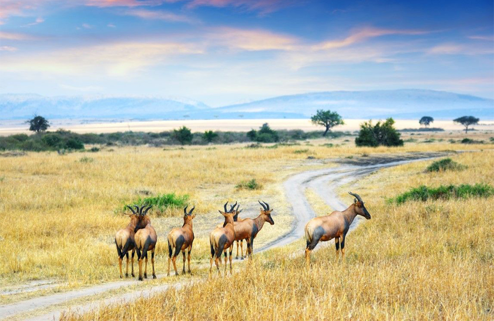 5-days-masai-mara-lake-naivasha-lake-nakuru-safari-1
