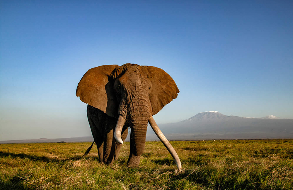 6-days-masai-mara-lake-naivasha-lake-nakuru-amboseli-luxury-safari-2